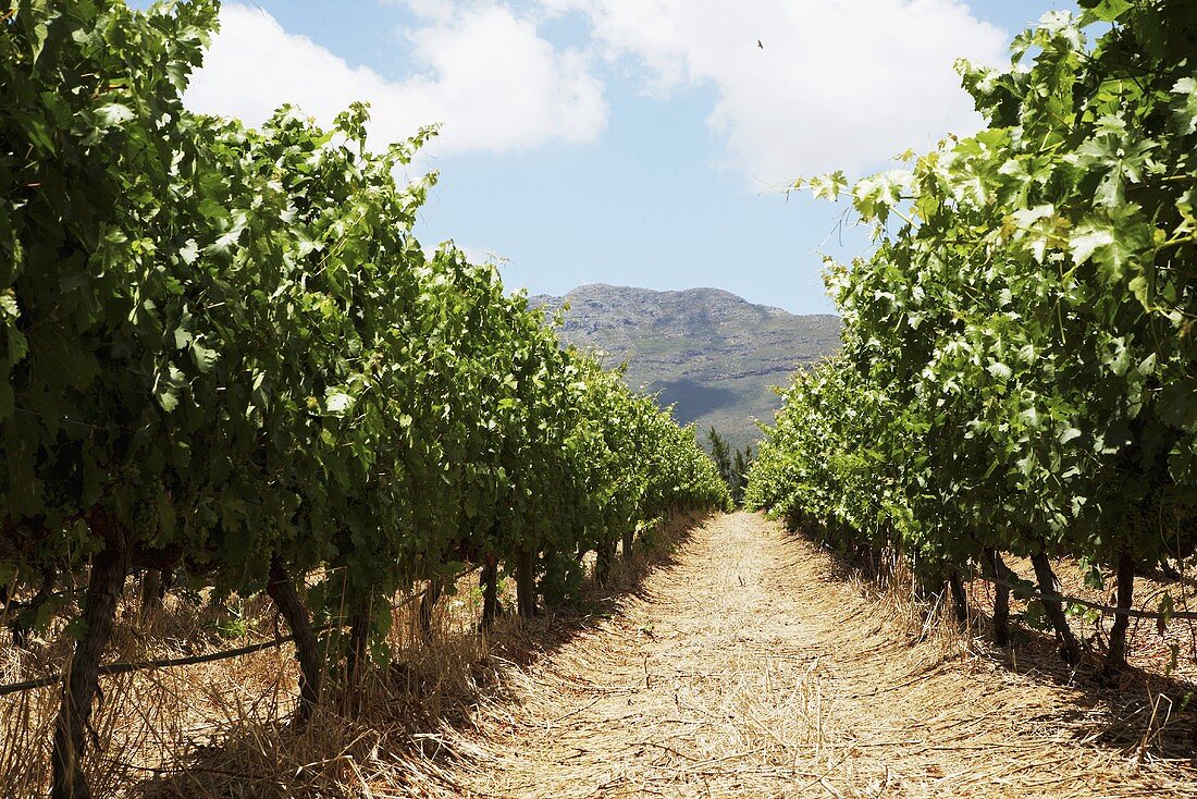 A vineyard in South Africa