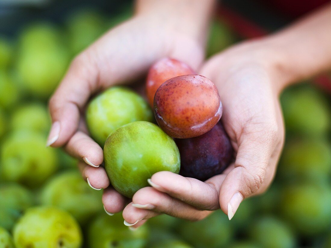 Freshly picked plums and gages