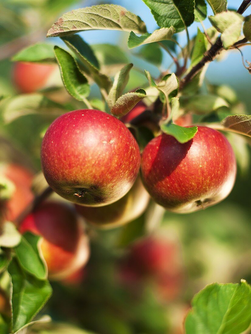 Äpfel am Zweig