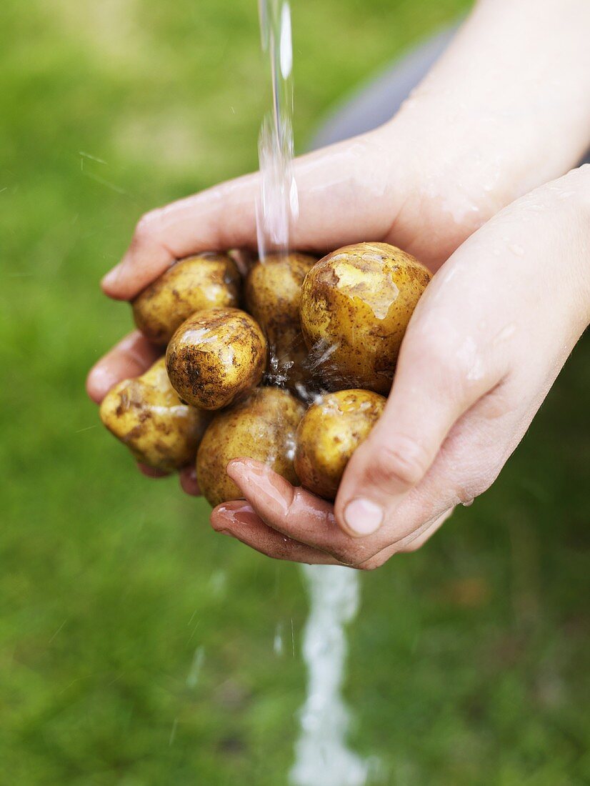 Washing potatoes