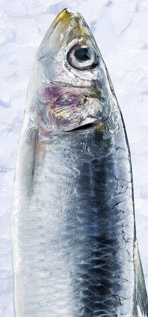 Sardine on ice