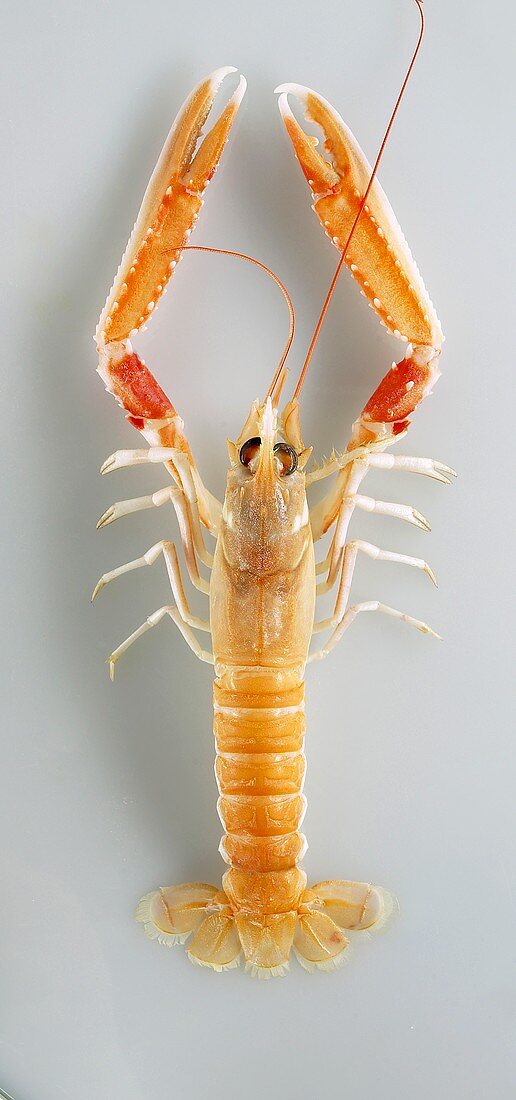 A Norway lobster viewed from above