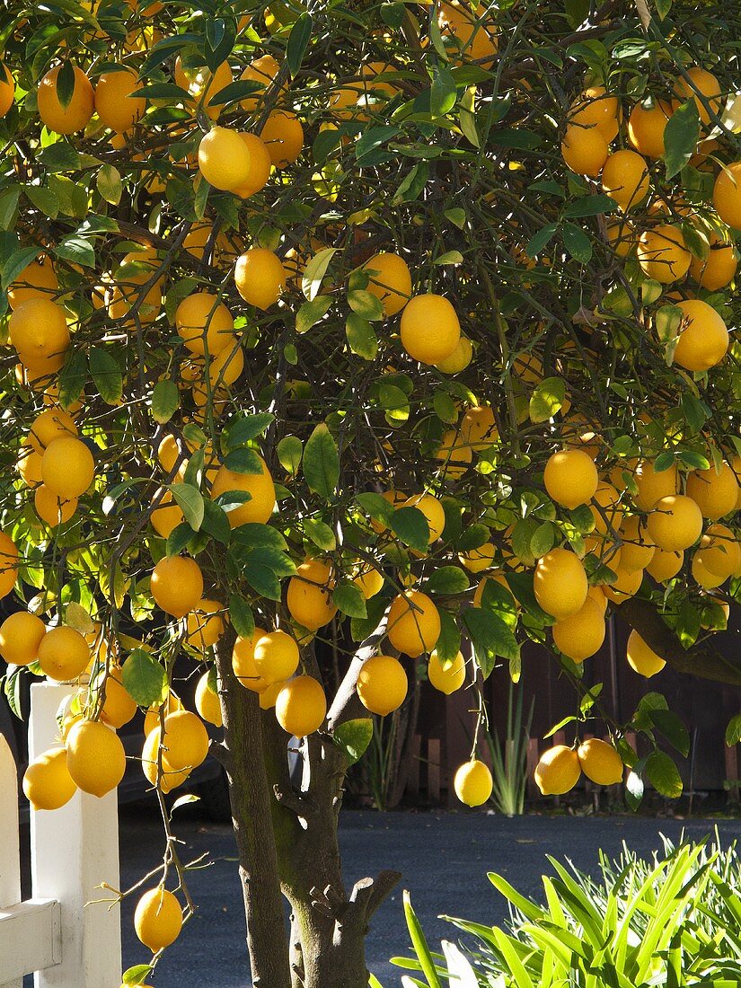 Backyard Lemon Tree