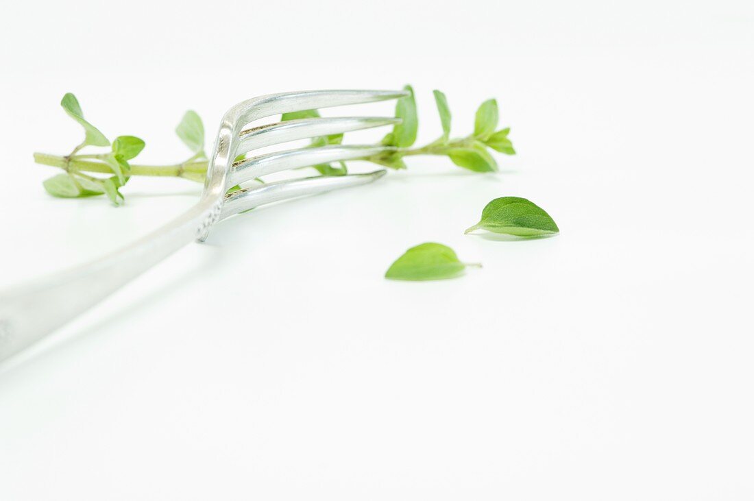 Fresh oregano with a fork