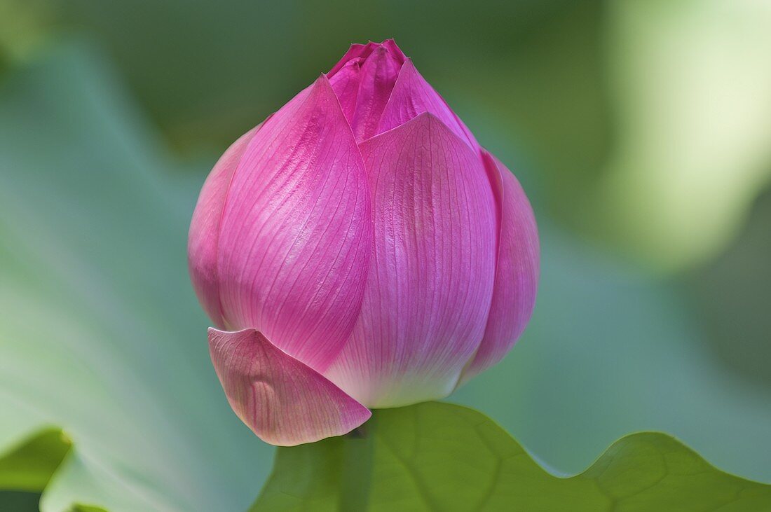 Water lily bud