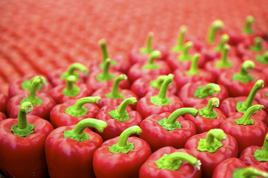 Many rows of red peppers