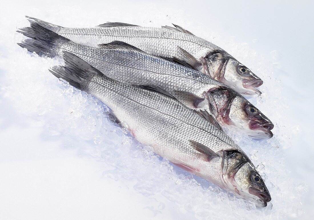 Three fresh sea bass on ice
