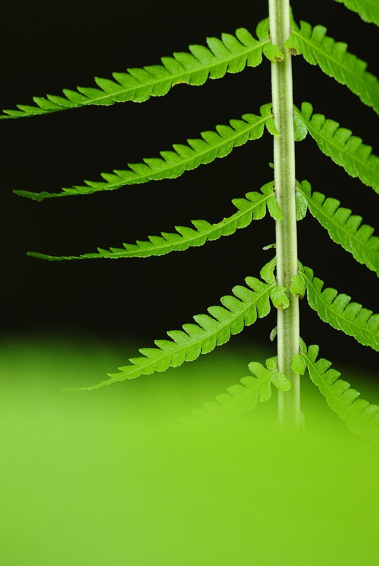 A fern leaf