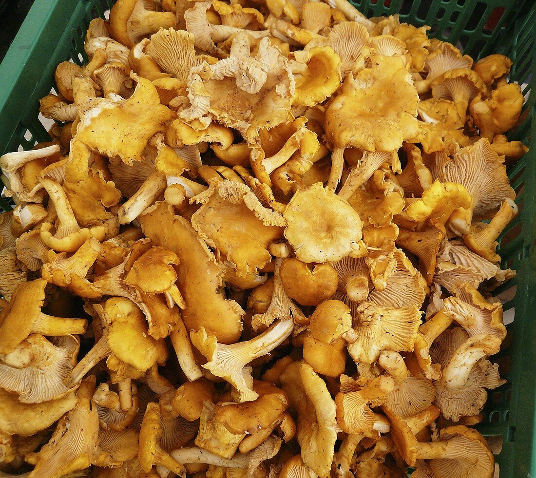 Crate of Chanterelle Mushrooms