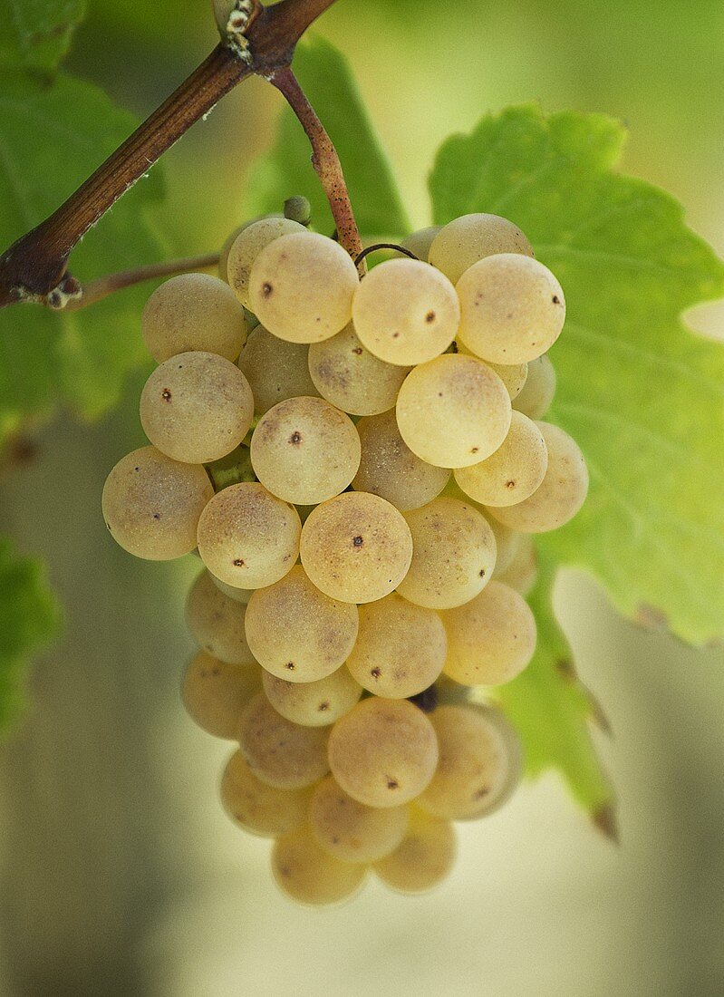 Green grapes hanging on a vine (close-up)