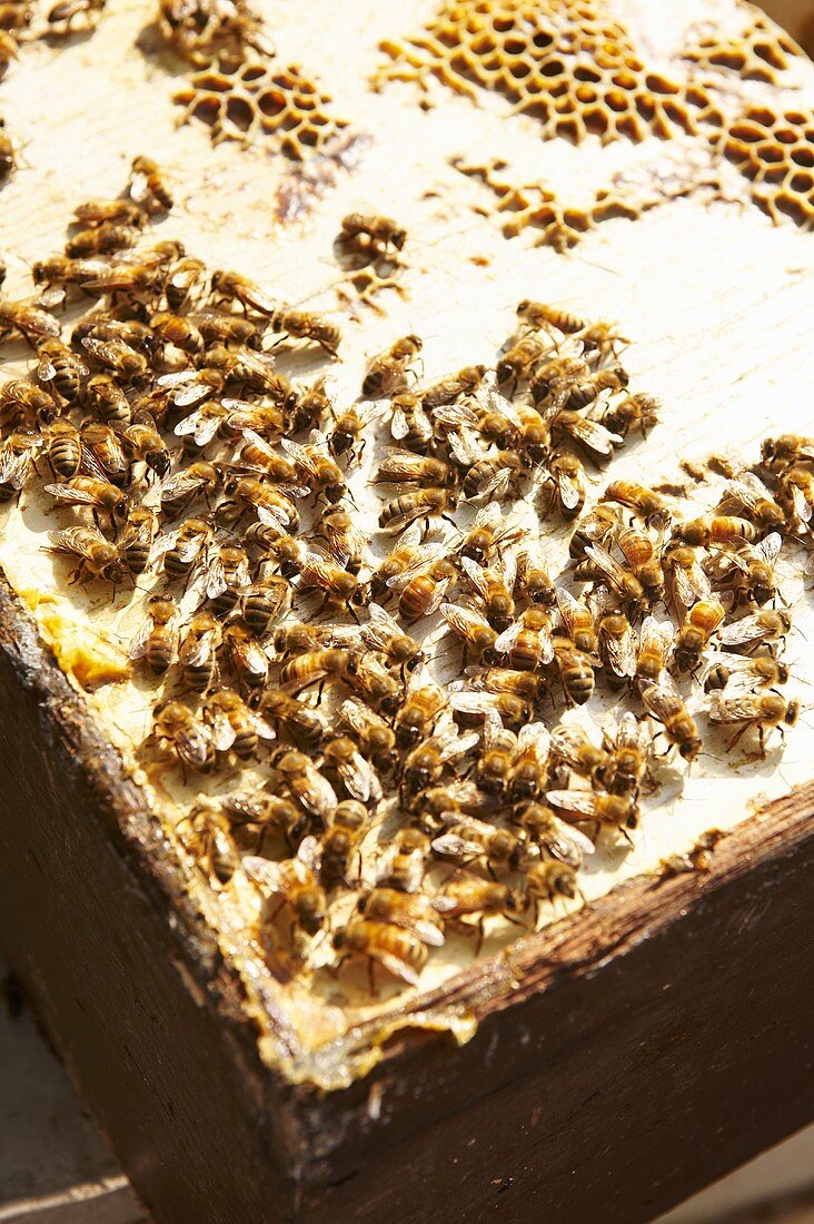 Bienen auf der Wabe in Holzkiste
