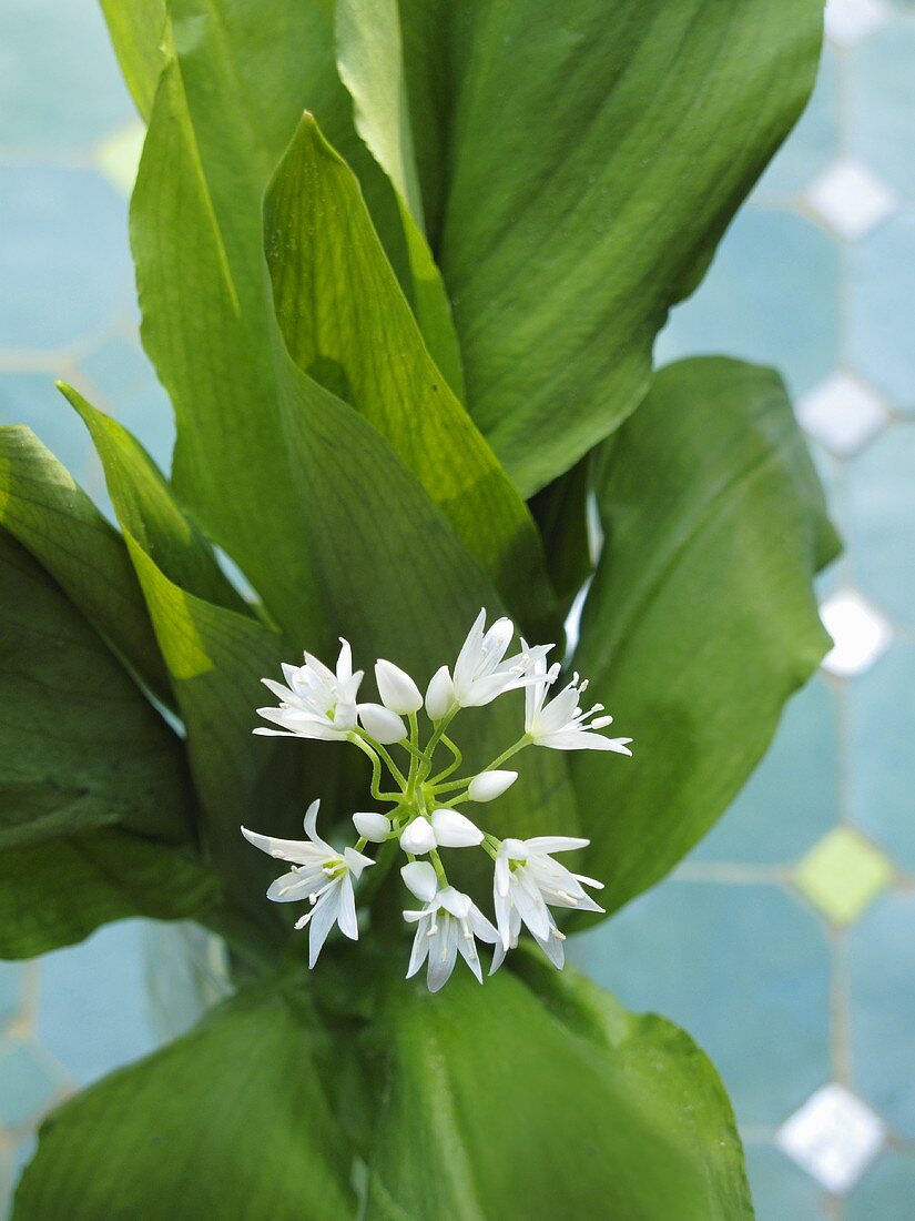 Ramsons with flowers