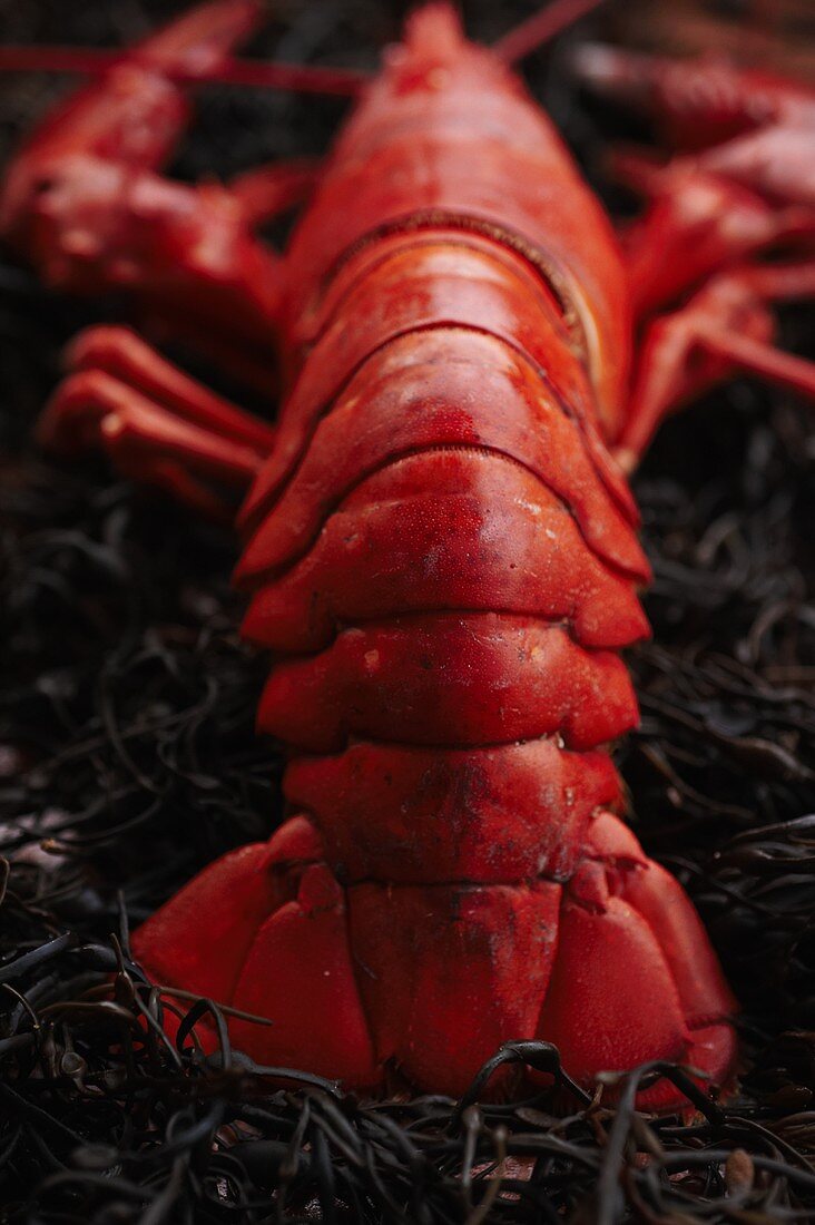 Whole Steamed Lobster on Seaweed