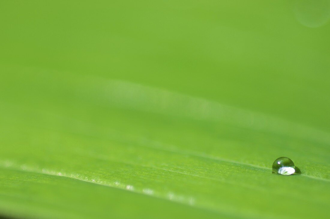 A water drop on a green leaf