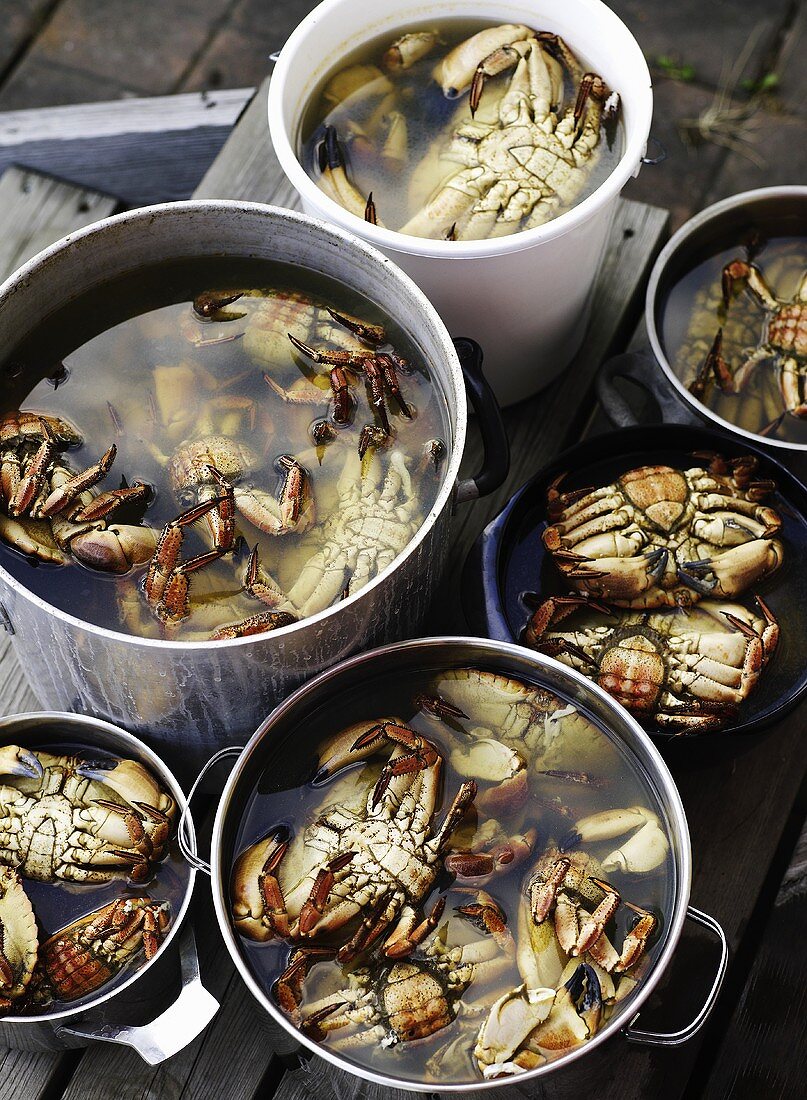 Crabs in pots and buckets