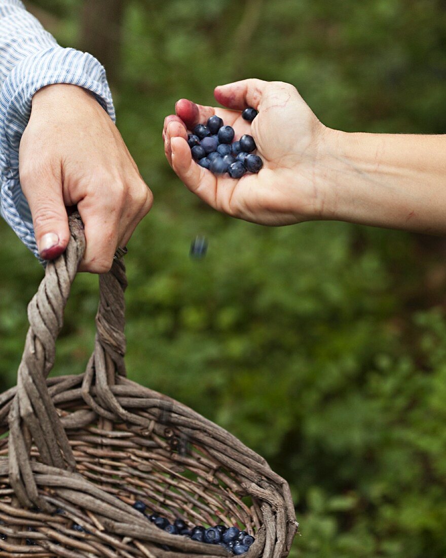Blueberries being picked and collected in a basket