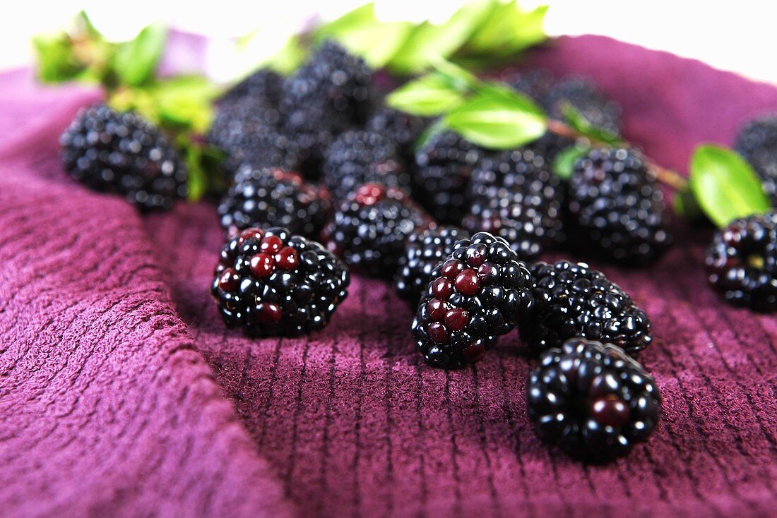 Fresh Blackberries on a Towel; Leaves