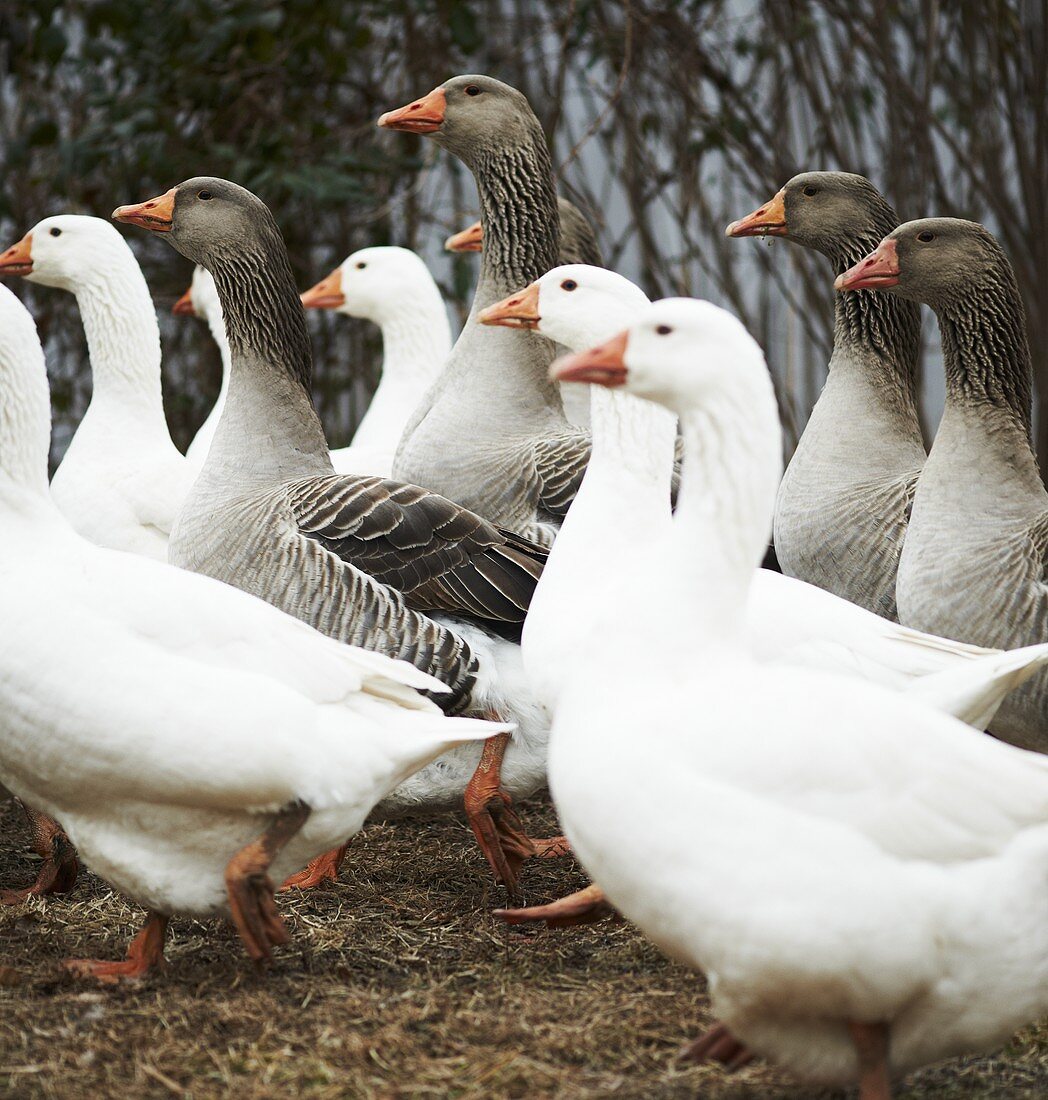 Gaggle of Geese