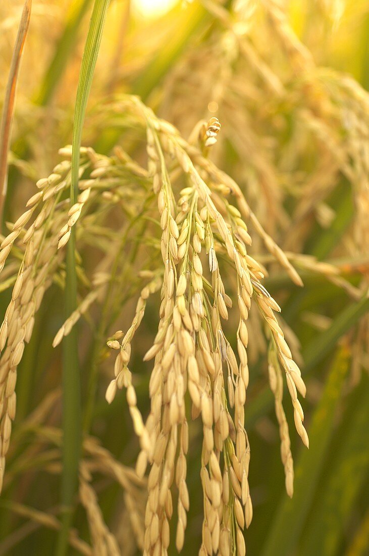 Reisähren auf dem Feld (Missouri, USA)