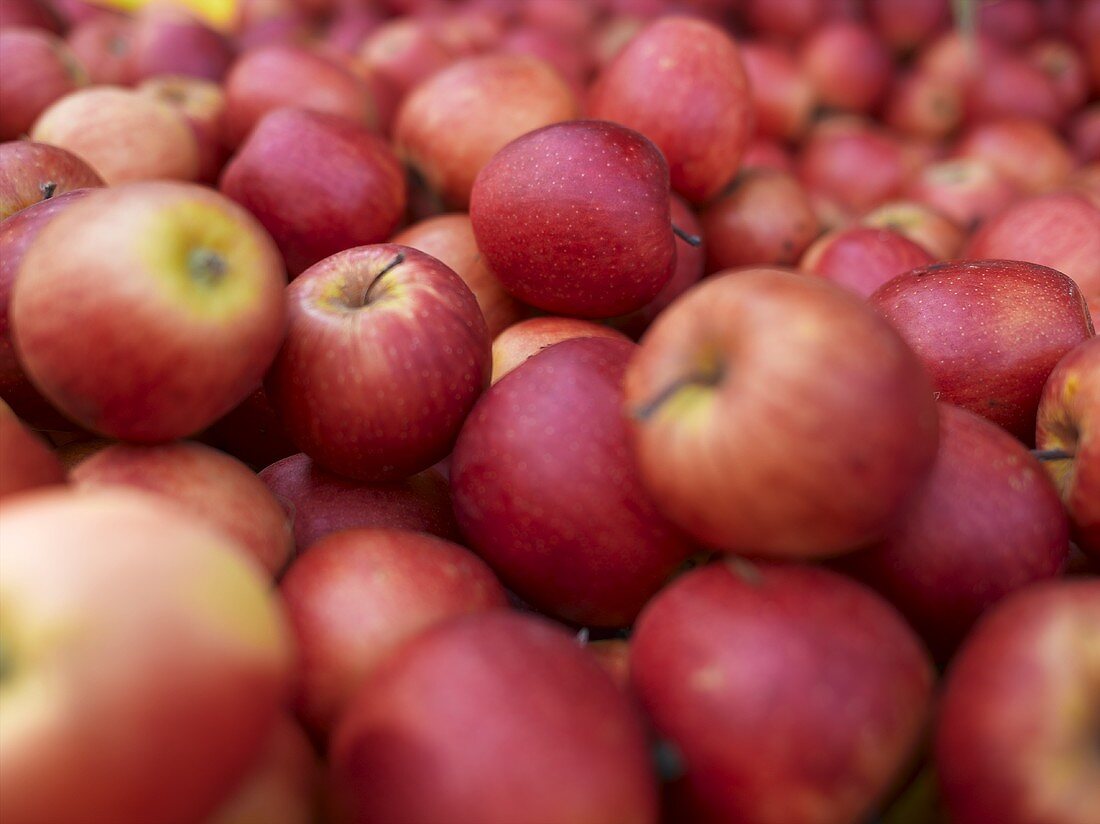 Rote Äpfel auf einem Bauernmarkt in Seattle, Washington