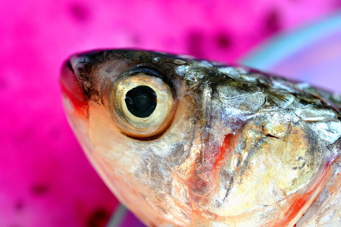 A red snapper head