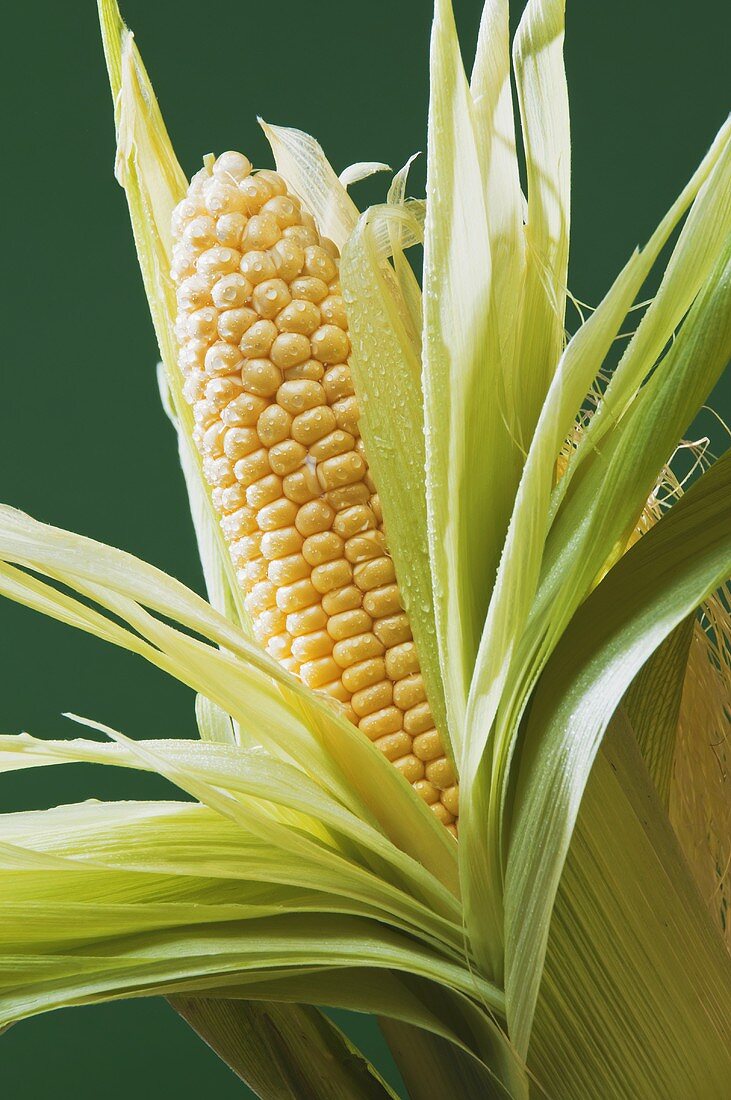 Fresh Corn on the Cob with Husk Pulled Back