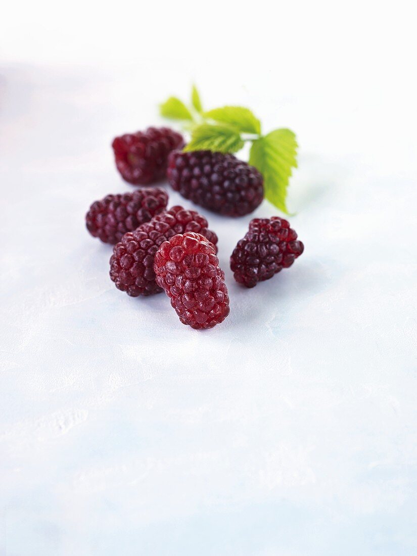 Loganbeeren mit Blättern