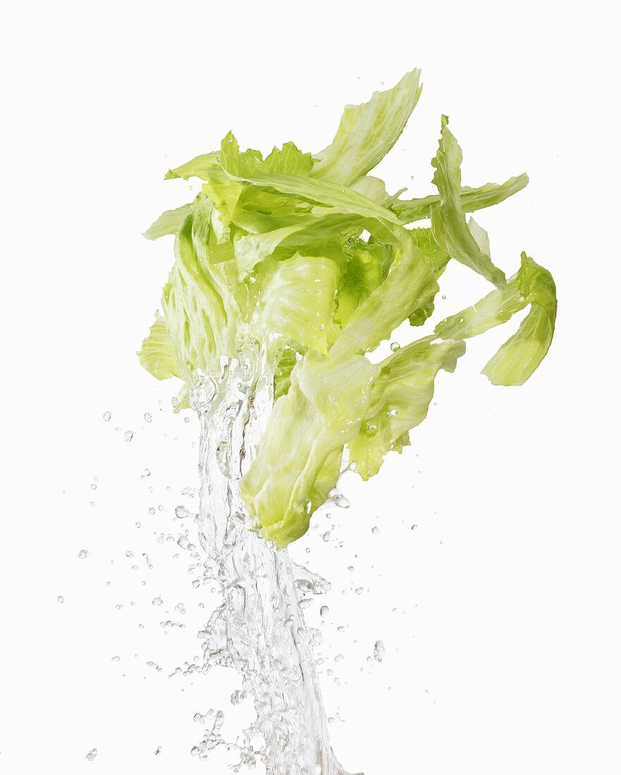 Iceberg lettuce being washed