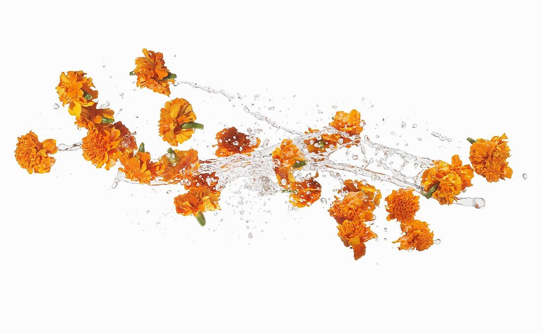 Tagetes mit Wassersplash