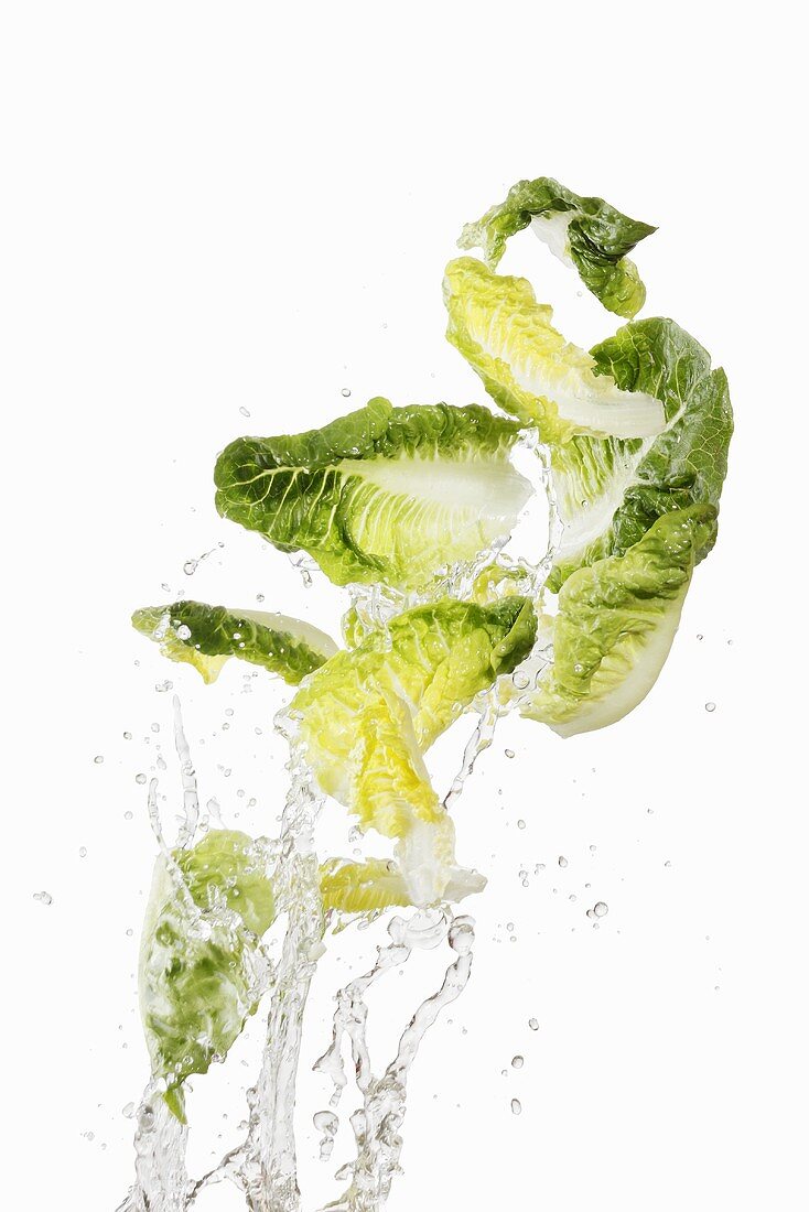 Cos lettuce being washed