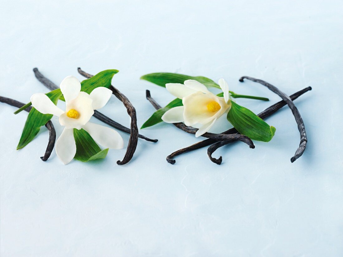 Vanilla pods and vanilla flowers