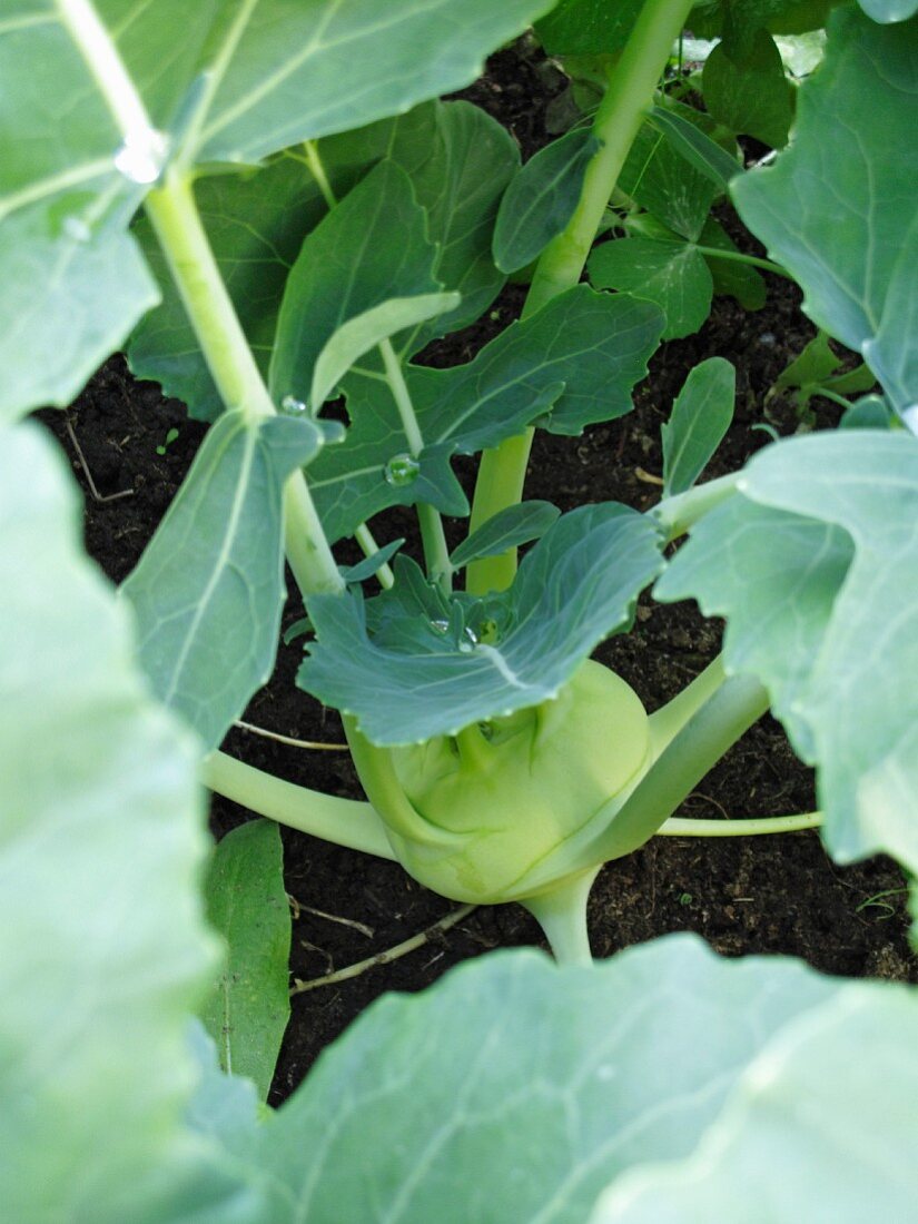 Kohlrabi in a vegetable patch