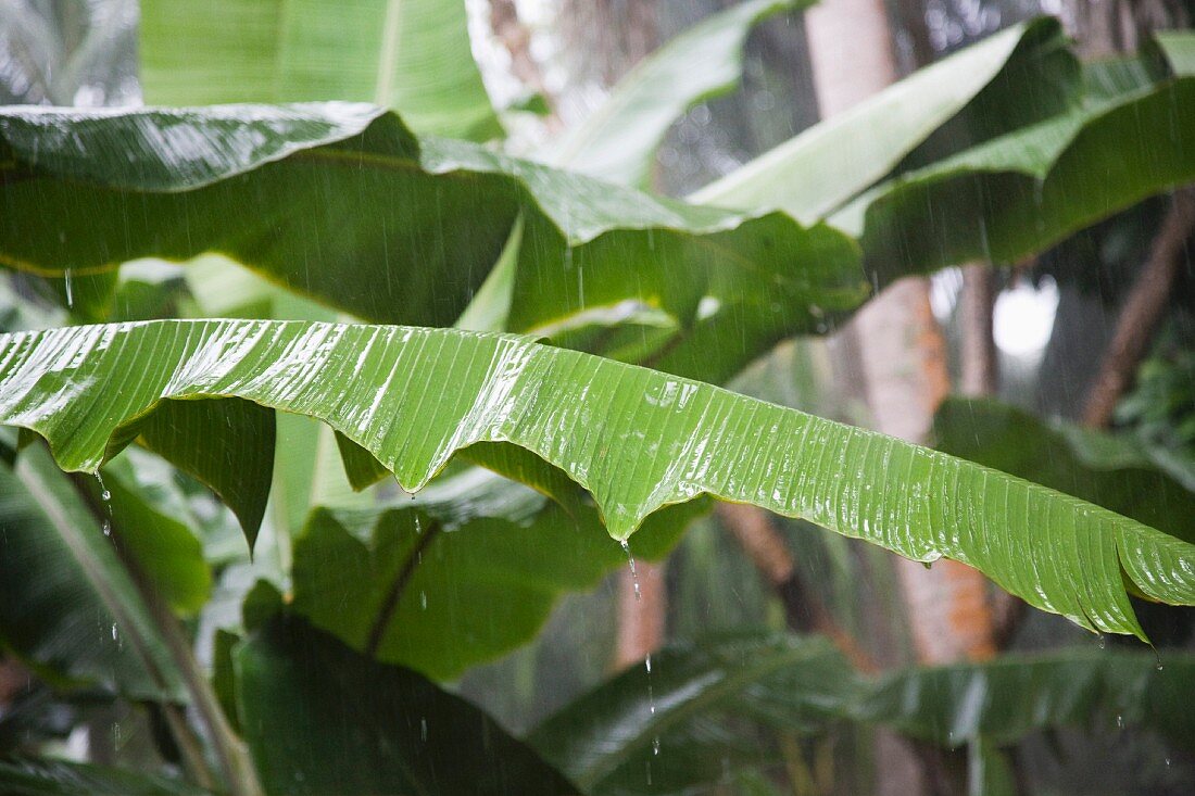 Banana leaves in the rain