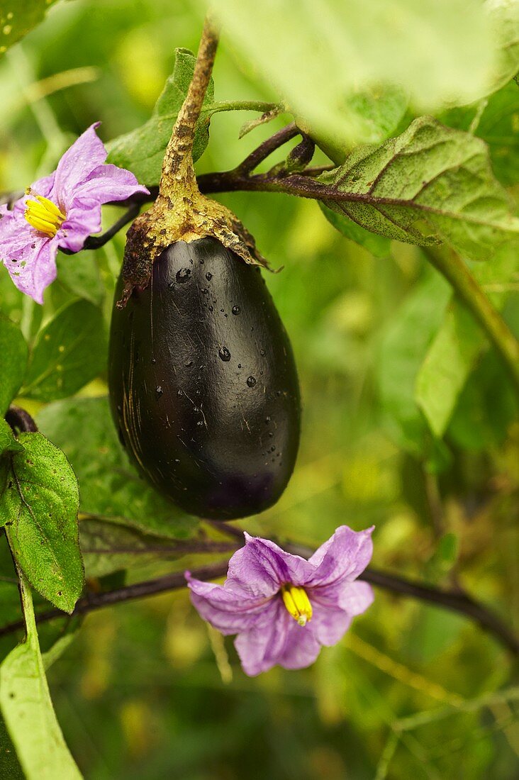 Aubergine und Blüten an der Pflanze