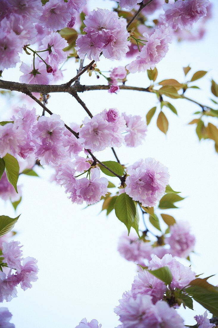 Kwanzan Flowering Cherry Tree