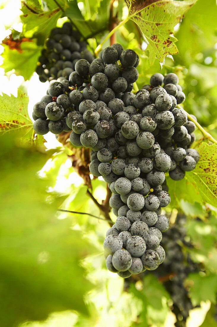 Chambourcin Grapes on Vine; Frown in Missouri