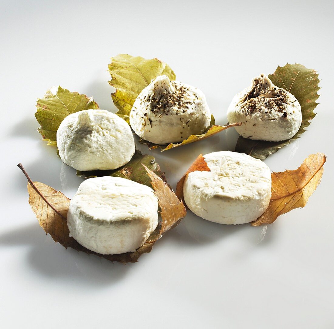 Organic goat's cheese on chestnut leaves