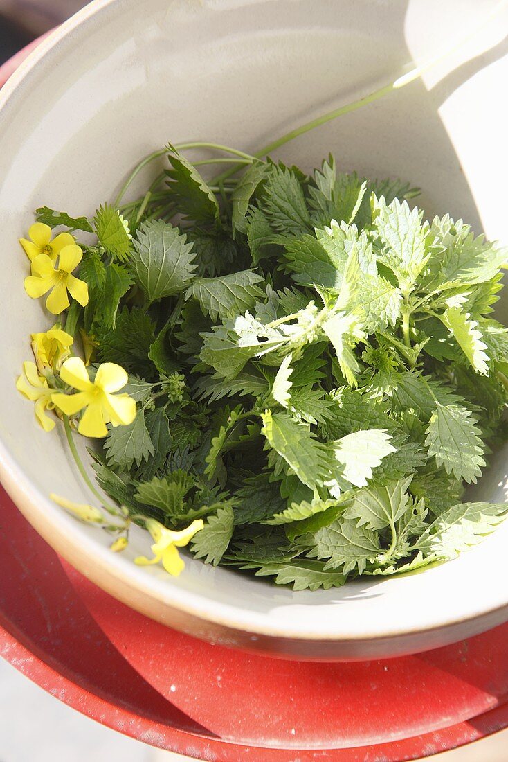 Fresh stinging nettle leaves in a bowl