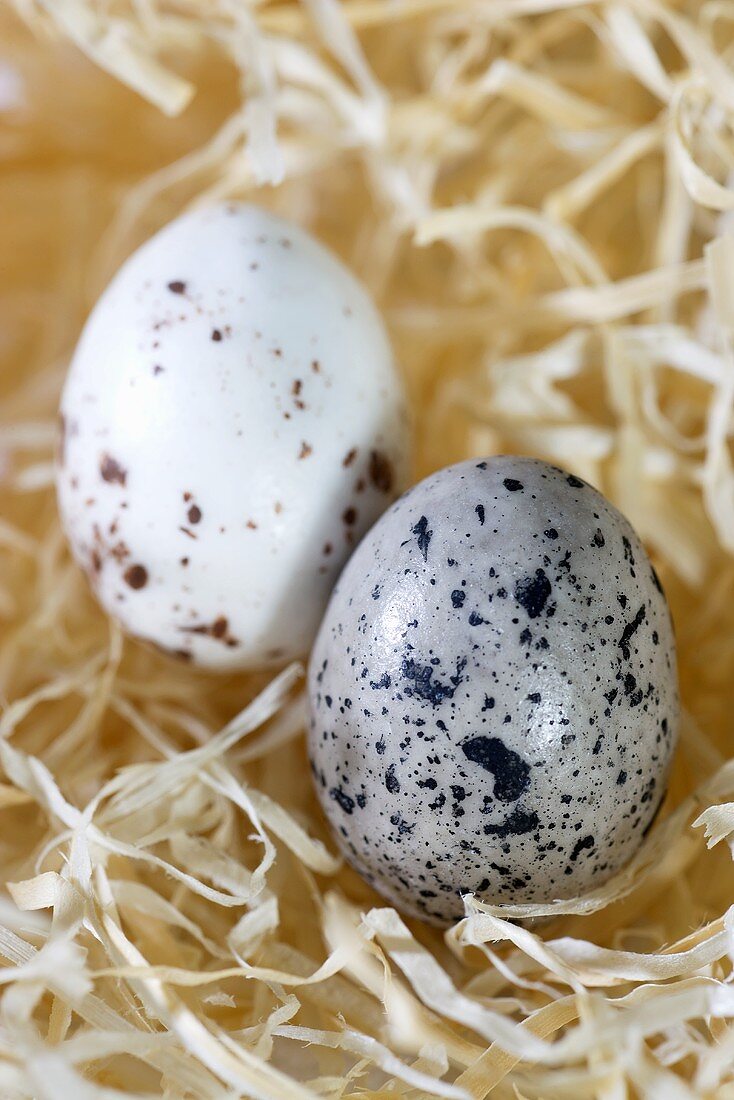 Zwei Schokoladenwachteleier für Ostern