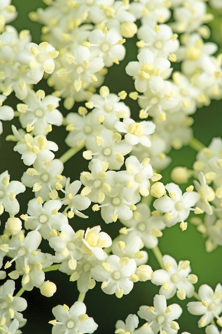 Elder flowers (close-up)