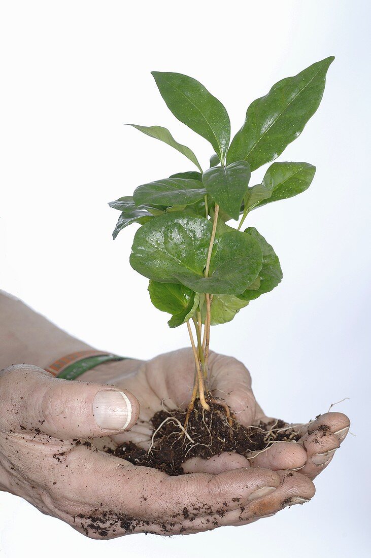 Hands holding coffee plant