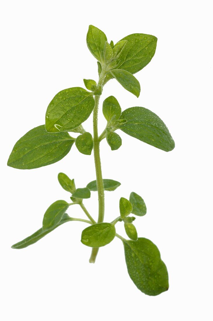 Marjoram