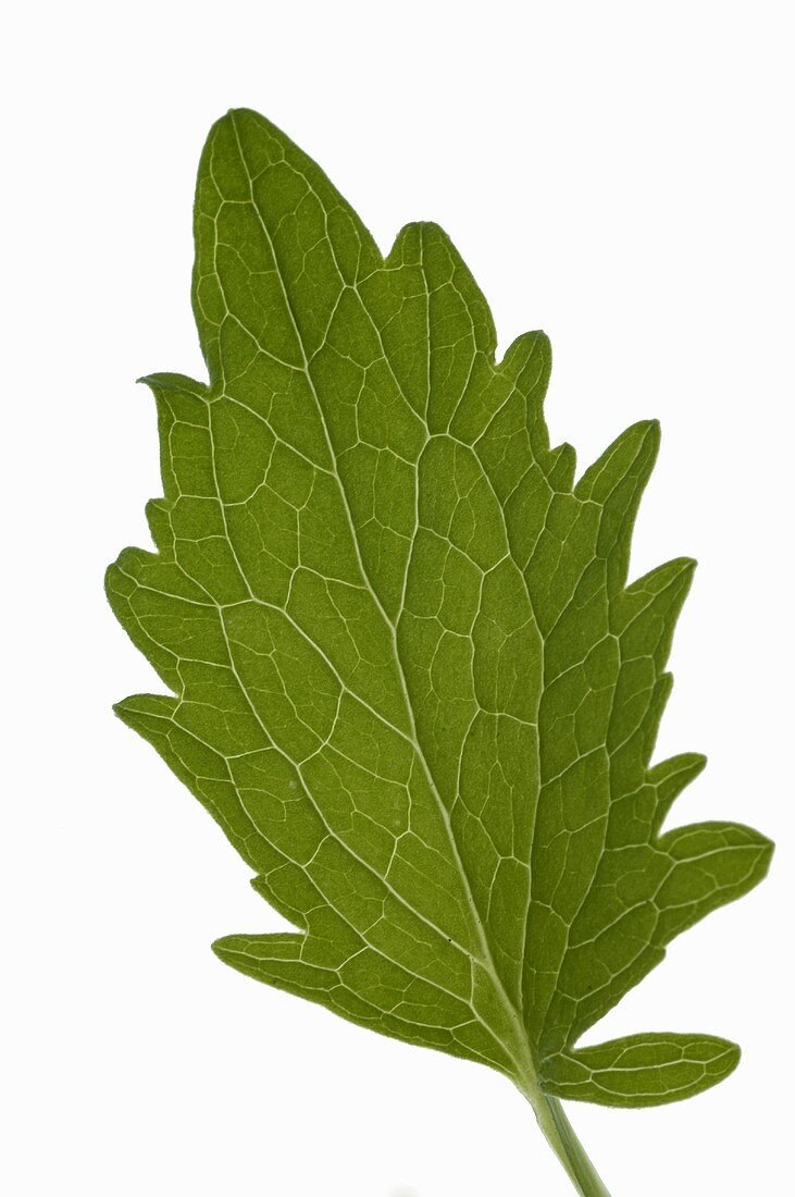 A valerian leaf