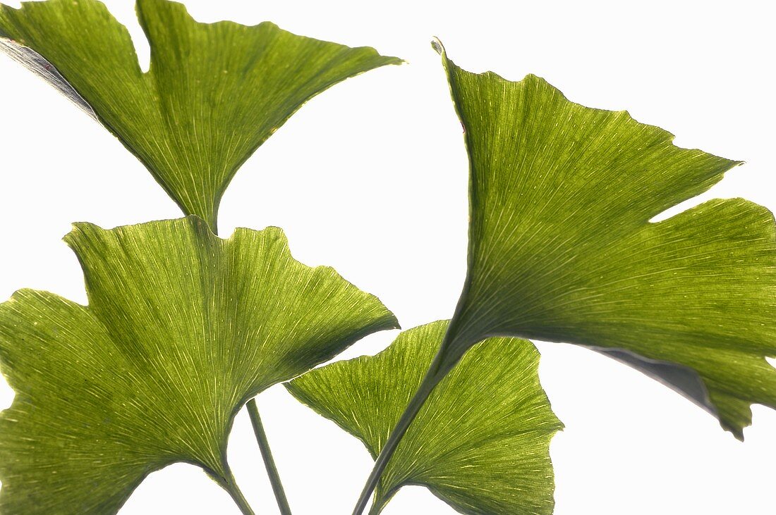 Ginkgo leaves