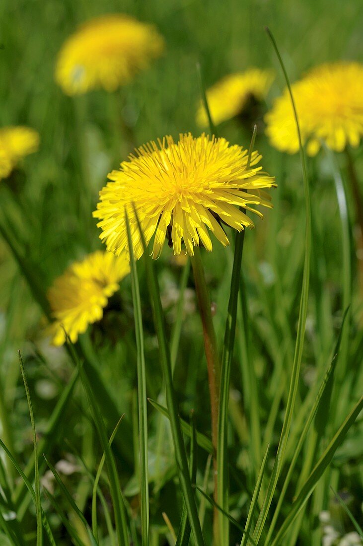 Dandelions flowering in grass