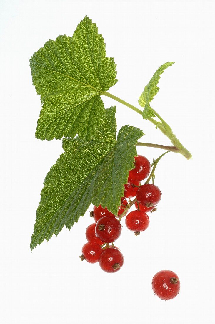 Rote Johannisbeeren mit Blättern