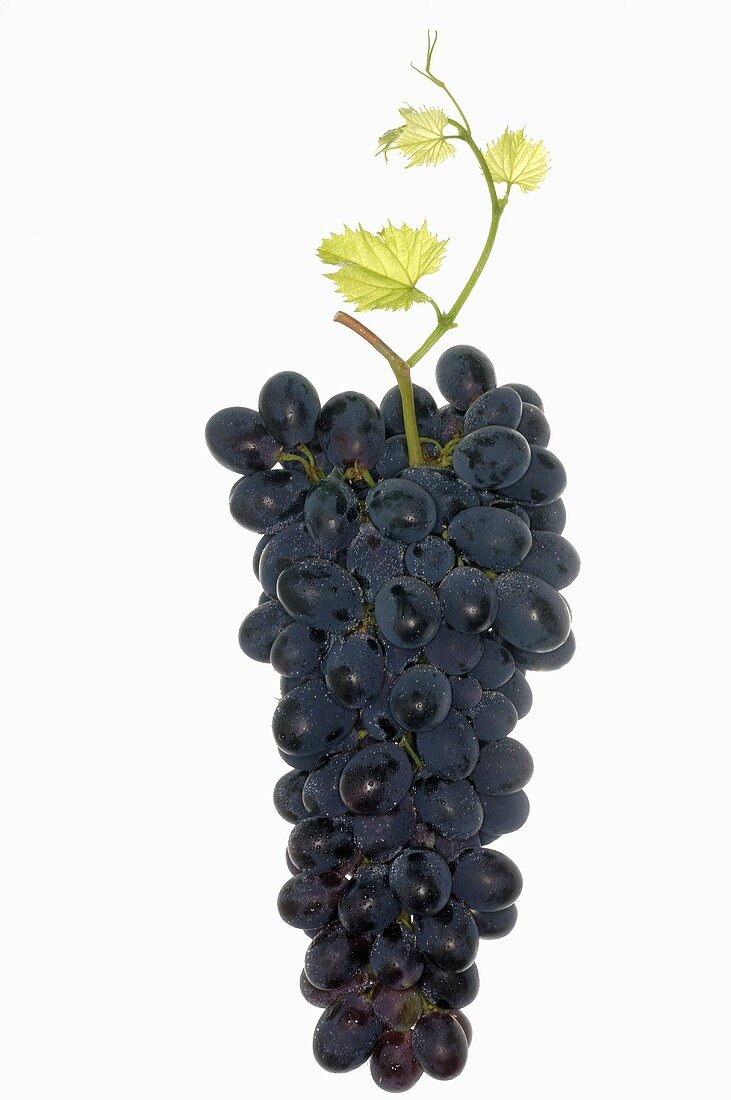 Black grapes