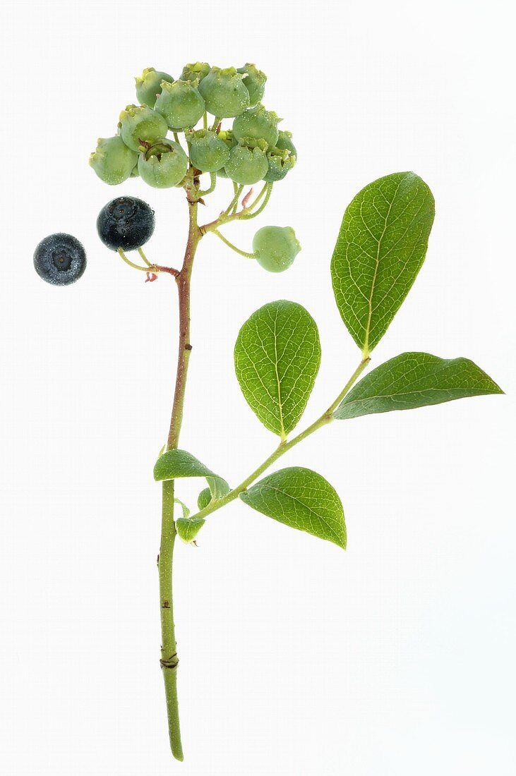 Blueberries on twig with leaves (ripe and unripe)