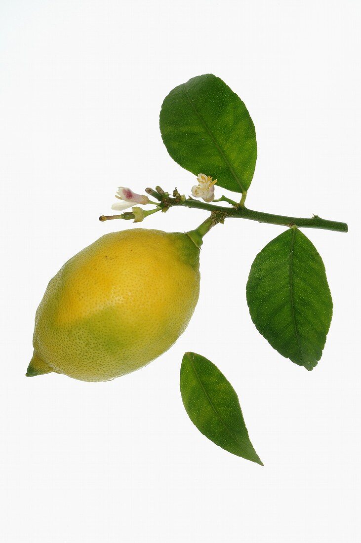 Lemon on twig with leaves and blossom