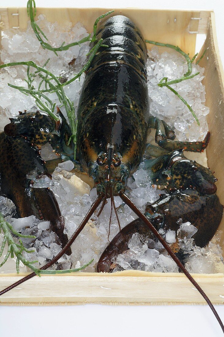 Fresh lobster on ice in box